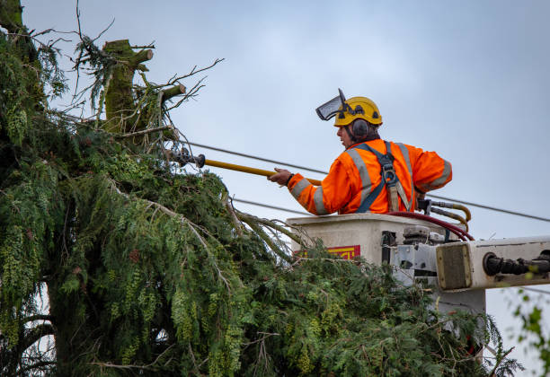 Best Tree Disease Treatment  in Richgrove, CA